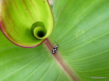 bug - Costa Rica